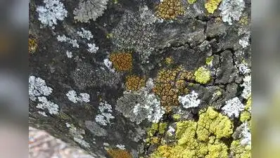 Scientists discover nine lichen species that help monitor environment: The wider industry impact