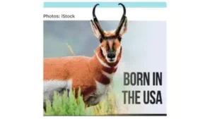 Born in the USA: The wider industry impact