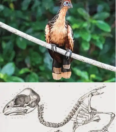 birds are their descendants who survived': The wider industry impact