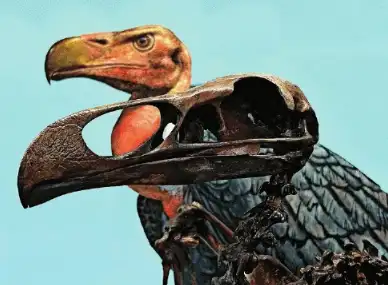 birds are their descendants who survived': The wider industry impact