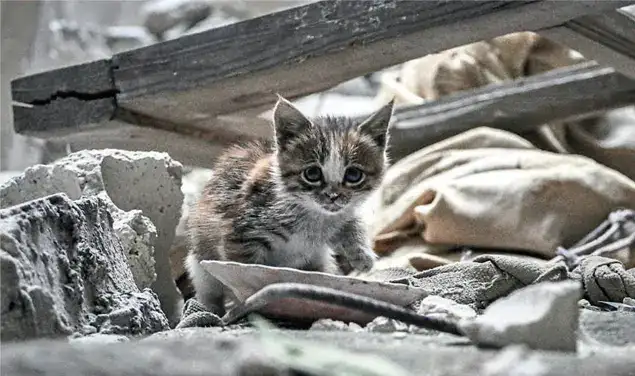 Billions of non-human beings are killed by explosions and implosions in wars whose violence we