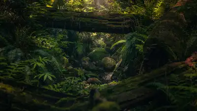 Forests, once dark and deep, are the very reason we arose: The wider industry impact