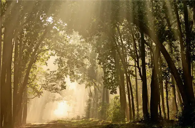 As fossil fuels are fickle, forests give some energy Foresters: The wider industry impact