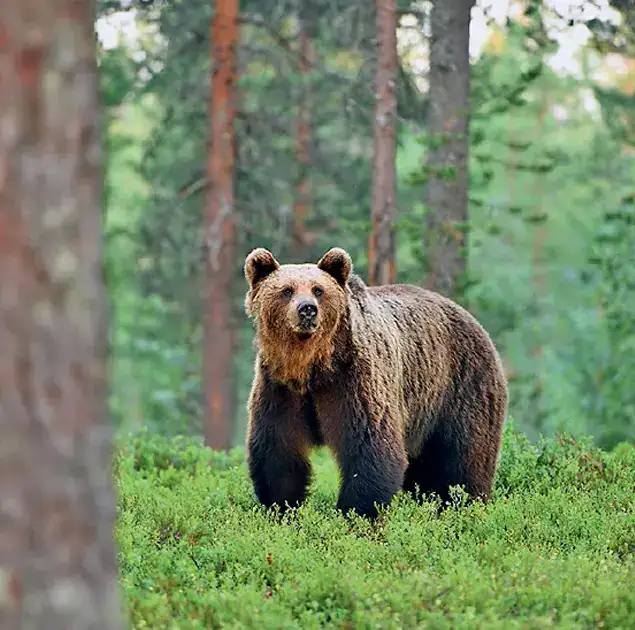 'Russia, although awed by its forests, tried to dominate these: The wider industry impact
