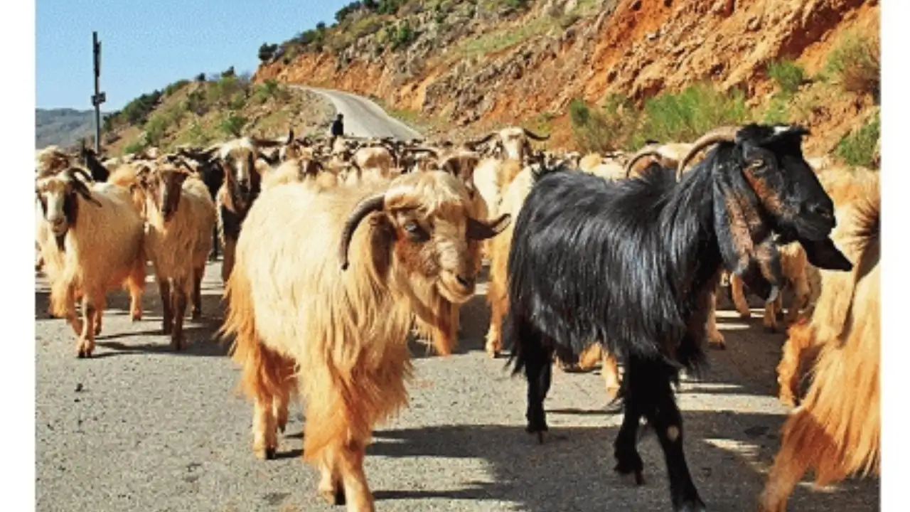 Khayyat did her fieldwork in rural South Lebanon: The wider industry impact