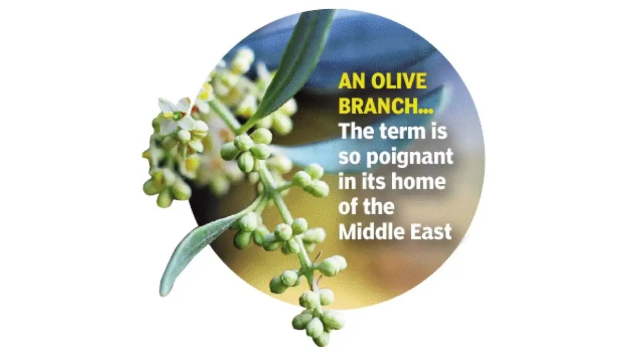 Khayyat did her fieldwork in rural South Lebanon: The wider industry impact