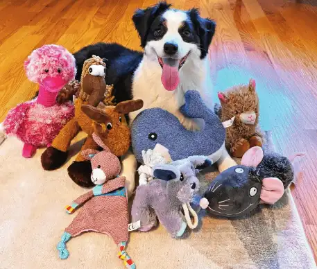 Scientists have found gifted dogs can learn entire ‘label’ words: The wider industry impact