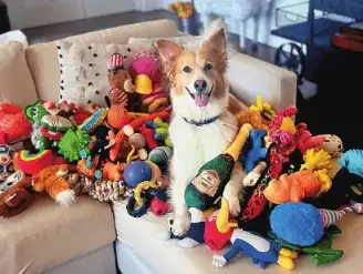 Scientists have found gifted dogs can learn entire ‘label’ words: The wider industry impact