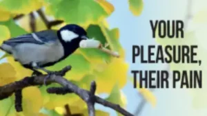 Your pleasure, their pain: The wider industry impact