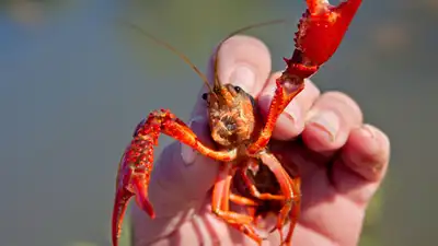 In the 1970s, Britain imported North American signal crayfish for farms; they escaped, bred in huge