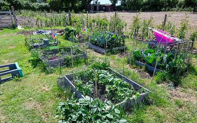 A West Sussex widow transformed £57,000 fly-tipped wasteland into a dream mini-farm with pigs