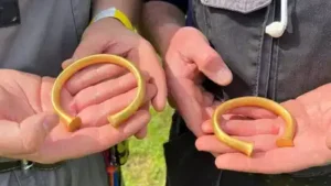 A British metal detectorist thought he'd found a bull's nose ring; it was actually a Bronze Age
