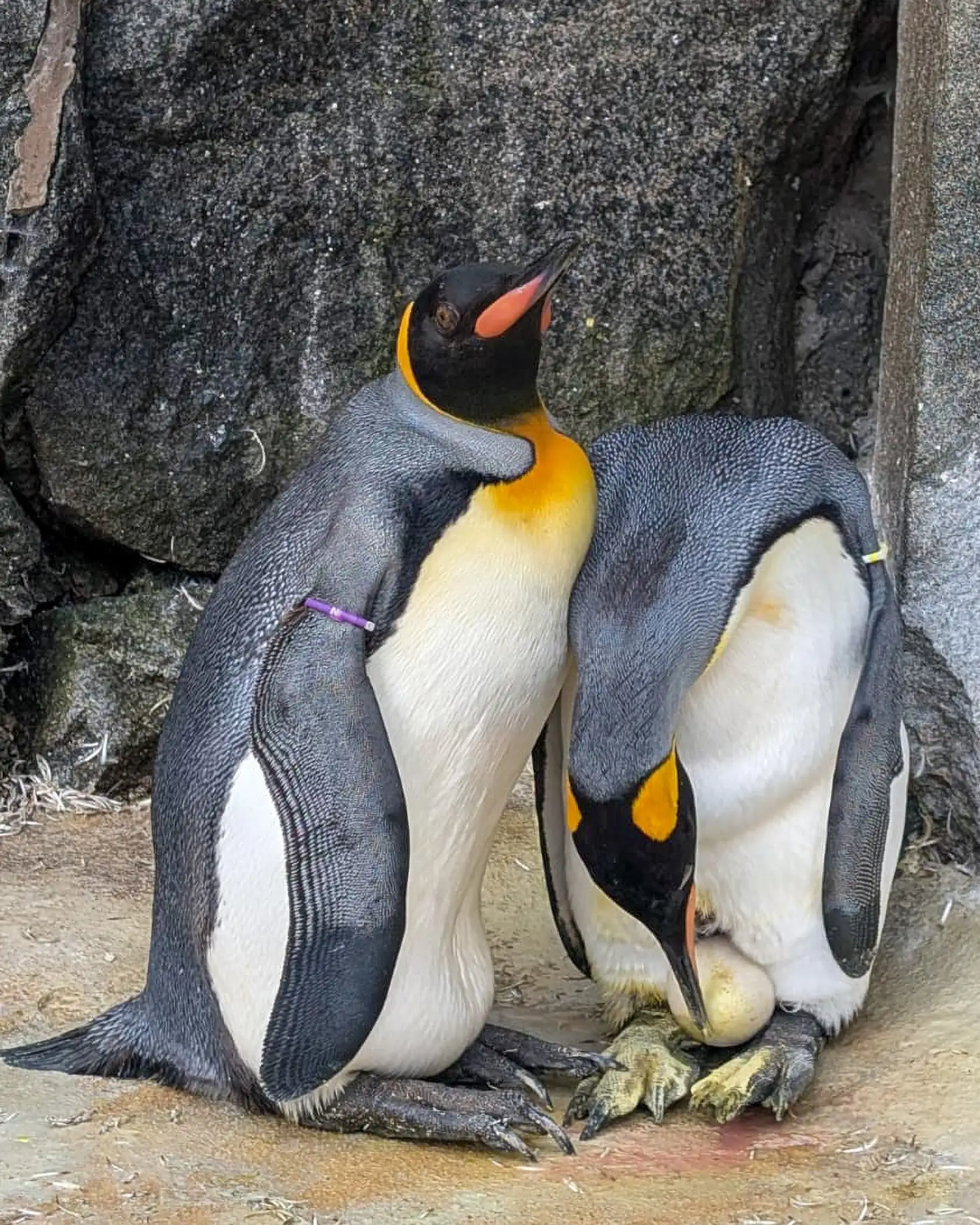 Meet the world's highest-ranking penguin Sir Nils Olav III, poised: The wider industry impact