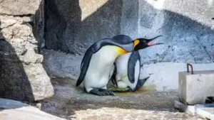 Meet the world's highest-ranking penguin Sir Nils Olav III, poised: The wider industry impact
