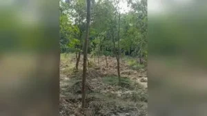 Activist flags lapses in Thane tree-cutting notice, seeks fresh survey