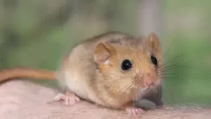 In 1902, edible dormice were released at an English estate; by 2018 Britain had an estimated