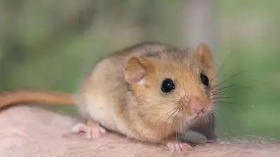 In 1902, edible dormice were released at an English estate; by 2018 Britain had an estimated