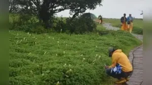 Kolhapur: The Kas Flower Festival is all poised to start on Sept 1: The wider industry impact