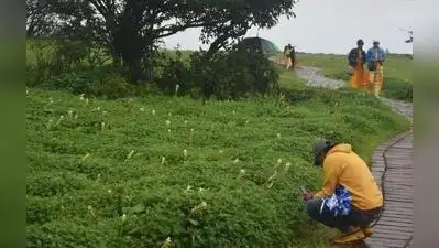 Kolhapur: The Kas Flower Festival is all poised to start on Sept 1: The wider industry impact