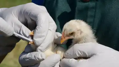 Four breeding seasons after a deadly bird flu outbreak forced a colony of Sandwich Terns