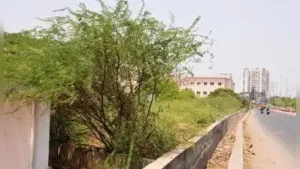 Seemai Karuvelam thickets in vacant land next to Anna nagar link: The wider industry impact