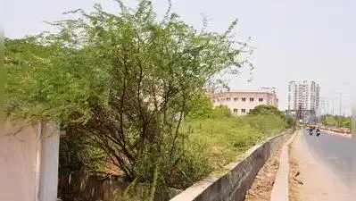 Seemai Karuvelam thickets in vacant land next to Anna nagar link: The wider industry impact