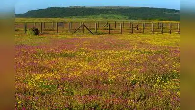 Pune: The flowering season at Maharashtra ’s Kas plateau is likely: The wider industry impact