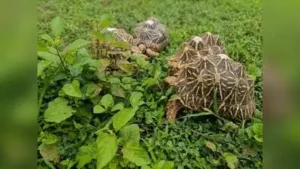 216 Indian star tortoises being released in forests of TATR after being rescued from illegal
