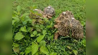 216 Indian star tortoises being released in forests of TATR after being rescued from illegal