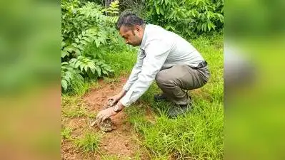 216 Indian star tortoises being released in forests of TATR after being rescued from illegal