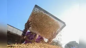 Out of 464 samples of soyabean seeds taken for analysis from the district, 189 have been found