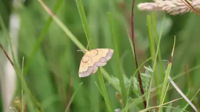 In 1952, one of England's rarest moths was last recorded: The wider industry impact