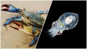 Scientists release 130,000 young octopuses into Italy’s Adriatic Sea: The wider industry impact