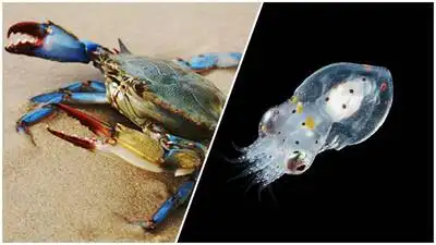 Scientists release 130,000 young octopuses into Italy’s Adriatic Sea: The wider industry impact