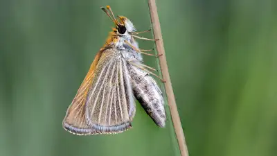 The programme released 102 Poweshiek skipperlings in 2022 and more than 1,300 in 2025