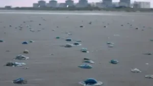 Jellyfish turned into an unexpected threat to France's Gravelines: The wider industry impact