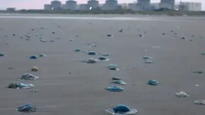 Jellyfish turned into an unexpected threat to France's Gravelines: The wider industry impact