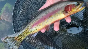Yellowstone National Park said the operation will target invasive: The wider industry impact
