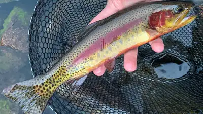 Yellowstone National Park said the operation will target invasive: The wider industry impact