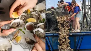 New York City restaurants are giving discarded oyster shells a second life by keeping hundreds