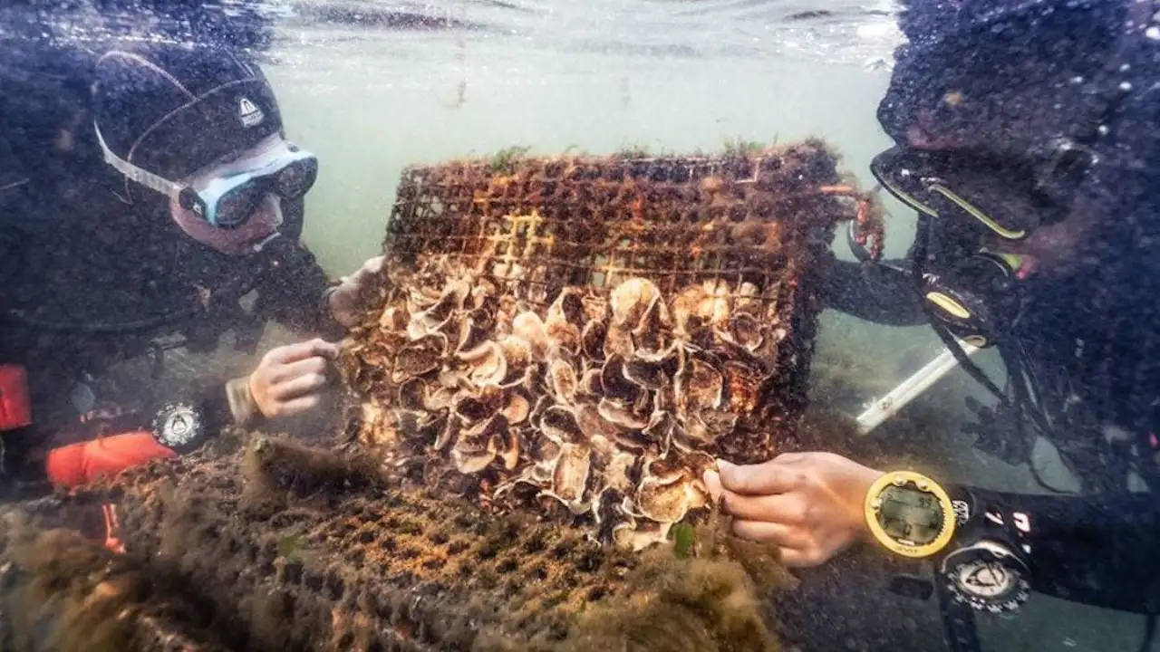 New York City restaurants are giving discarded oyster shells a second life by keeping hundreds