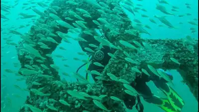 Since the museum opened, more than 100 species of marine and plant: The wider industry impact