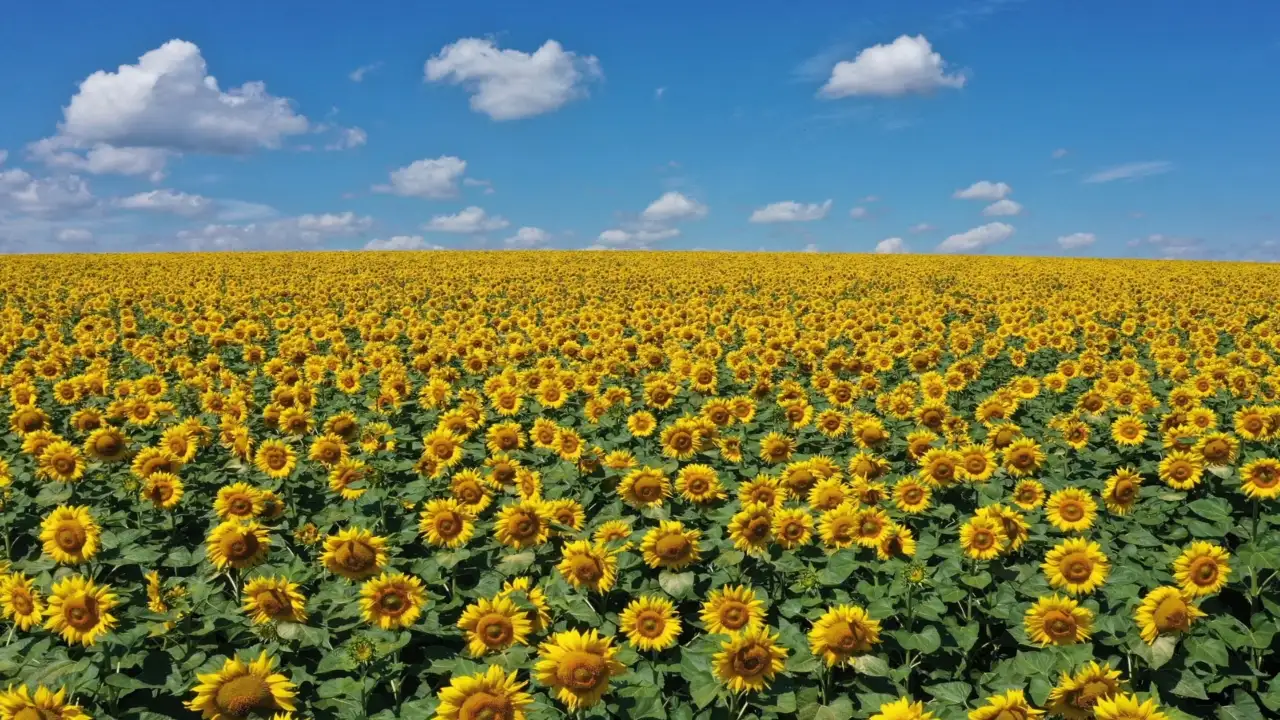 After losing his wife in 2014, a Wisconsin farmer planted 4.5 miles: The wider industry impact