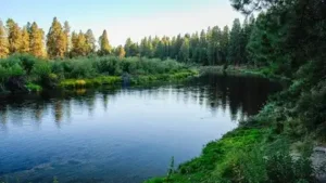 In 1945, brothers Alfred and Andrew Collier donated 146 Oregon acres: The wider industry impact