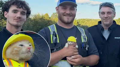 Ohio construction workers found a kitten trapped inside an excavator; now she has her own hard hat