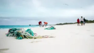 Researchers at Hawaiʻi Pacific University tested whether washed-up: The wider industry impact