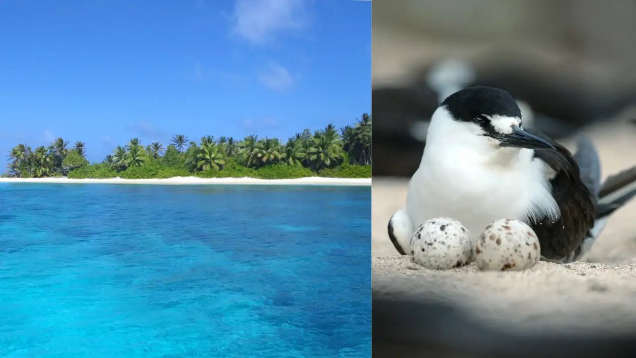 Island Conservation said feasibility studies were underway for Bokak Atoll, another remote