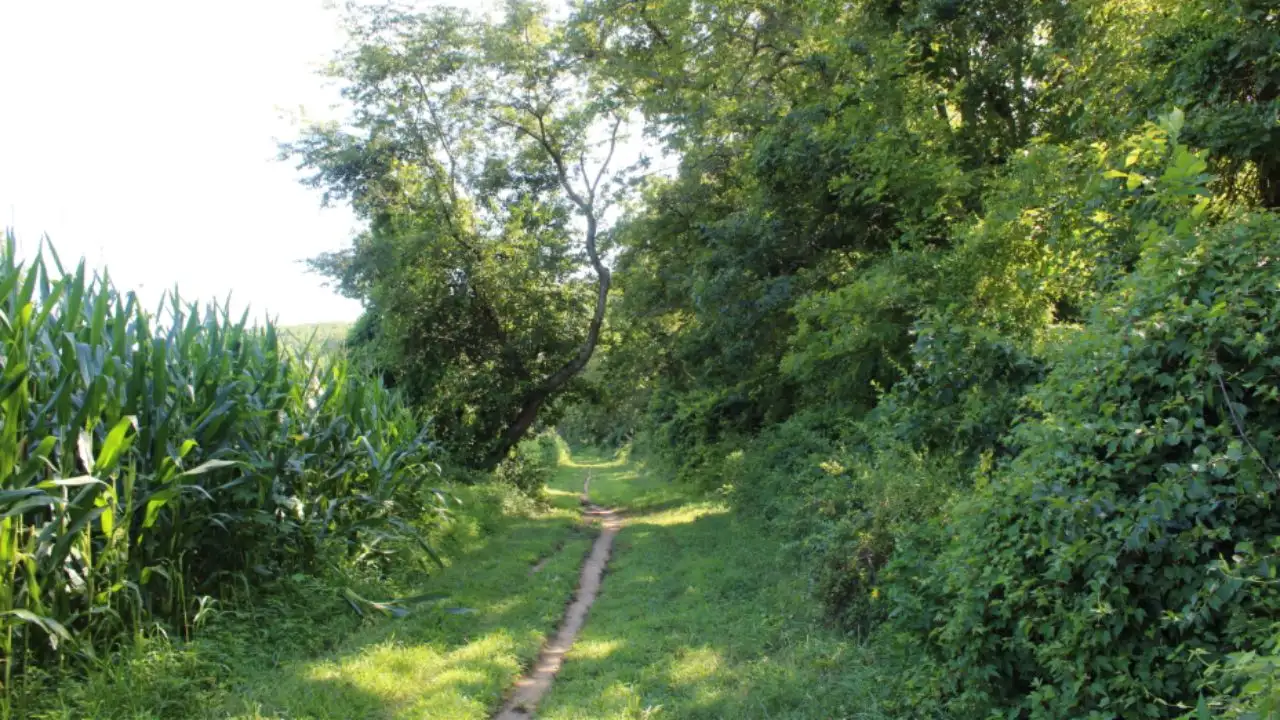 In 1906, Quaker industrialist William Bancroft began buying land outside Wilmington to keep it open