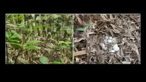 Three king cobra nests discovered by residents in Yunnan, China: The wider industry impact