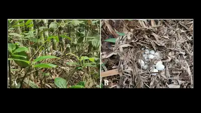 Three king cobra nests discovered by residents in Yunnan, China: The wider industry impact